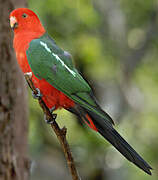 Australian King Parrot