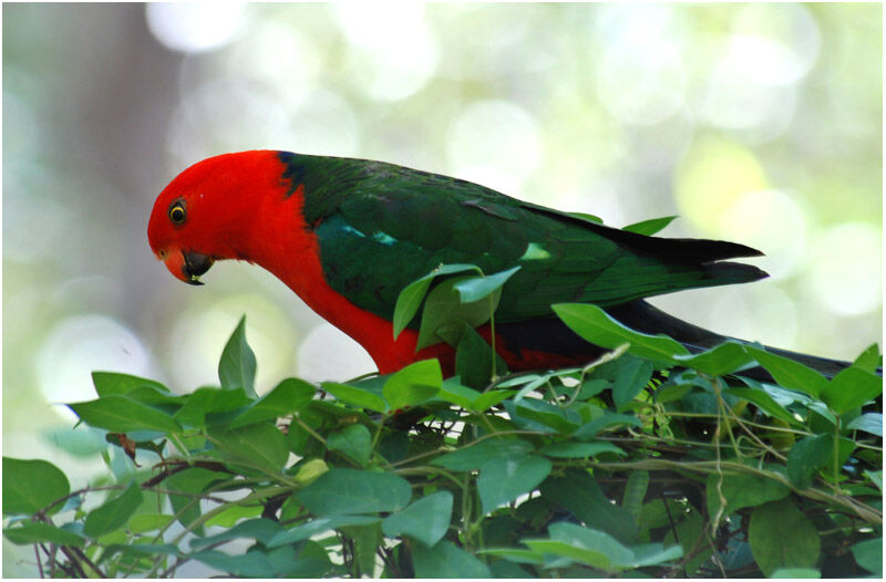 Australian King Parrot male adult
