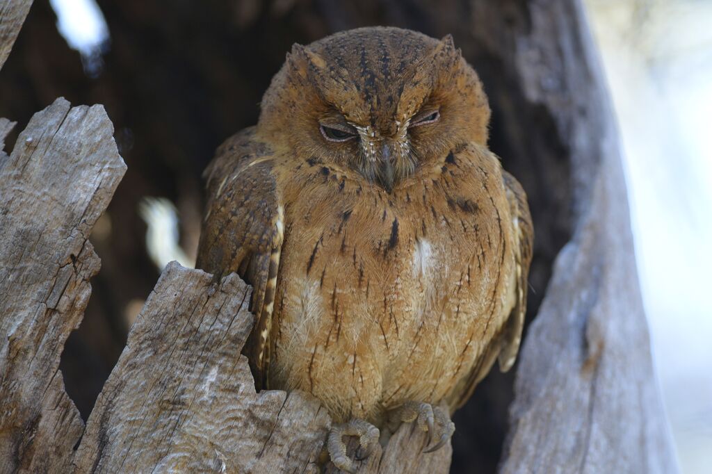 Rainforest Scops Owladult