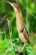 Least Bittern