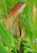 Least Bittern