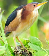 Least Bittern