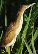 Least Bittern