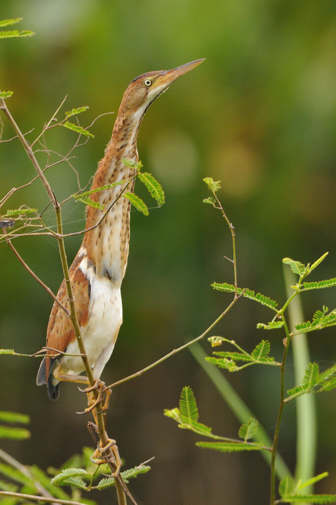 Least Bittern female adult, identification