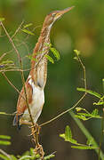 Least Bittern