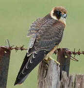 Australian Hobby