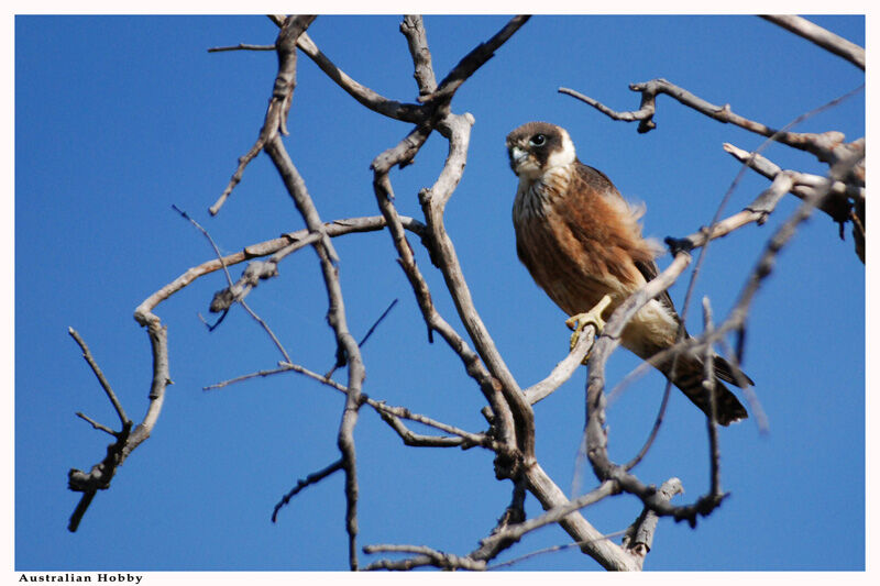 Australian Hobby male adult