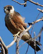 Australian Hobby