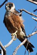 Australian Hobby