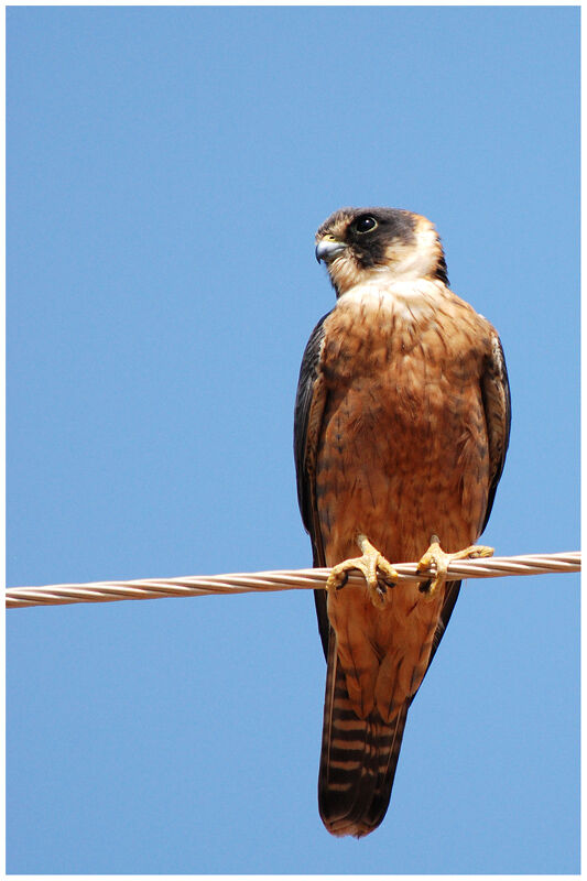 Australian Hobby female adult