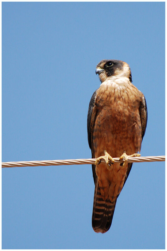 Australian Hobby female adult