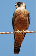 Australian Hobby