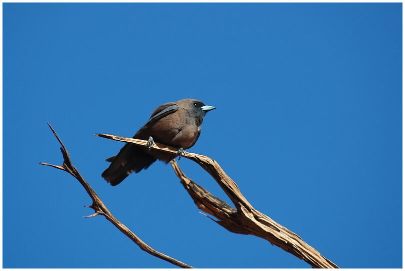 Little Woodswallow