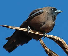 Little Woodswallow