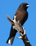 Little Woodswallow