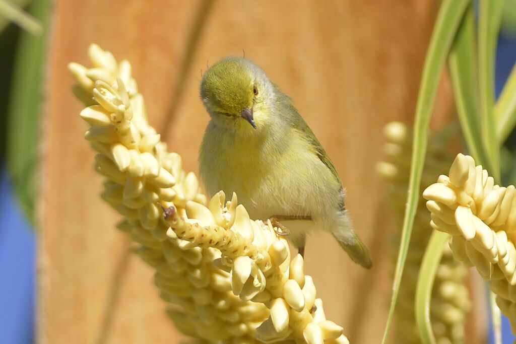 Common Jeryadult