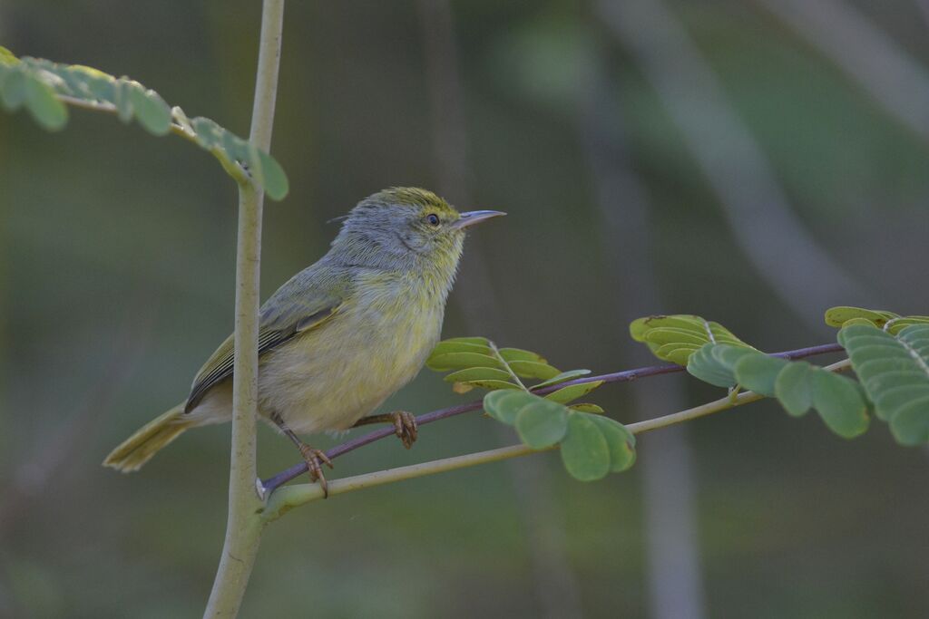 Common Jeryadult