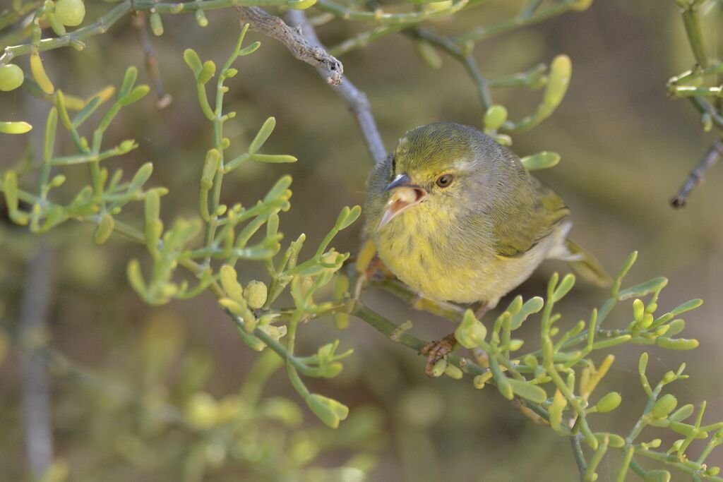 Common Jeryadult