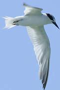 Least Tern