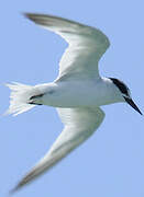 Least Tern