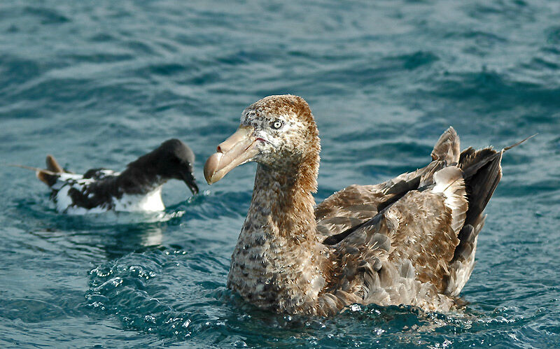 Northern Giant Petrel