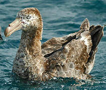 Northern Giant Petrel