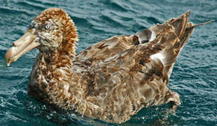 Northern Giant Petrel