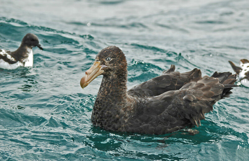 Northern Giant Petrel