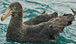 Northern Giant Petrel