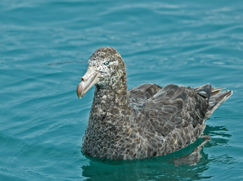 Northern Giant Petrel