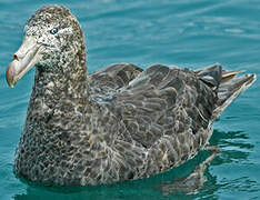 Northern Giant Petrel