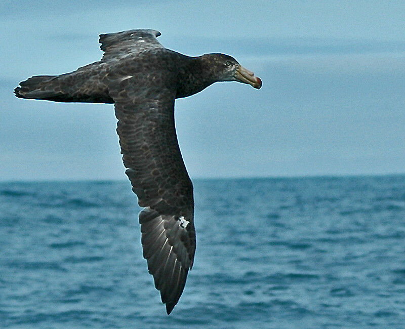 Northern Giant Petrel