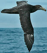 Northern Giant Petrel