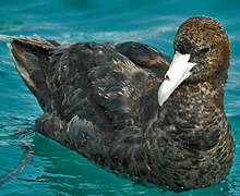 Southern Giant Petrel