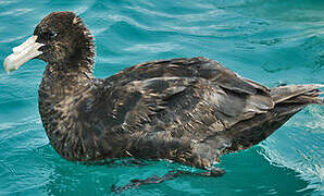 Southern Giant Petrel