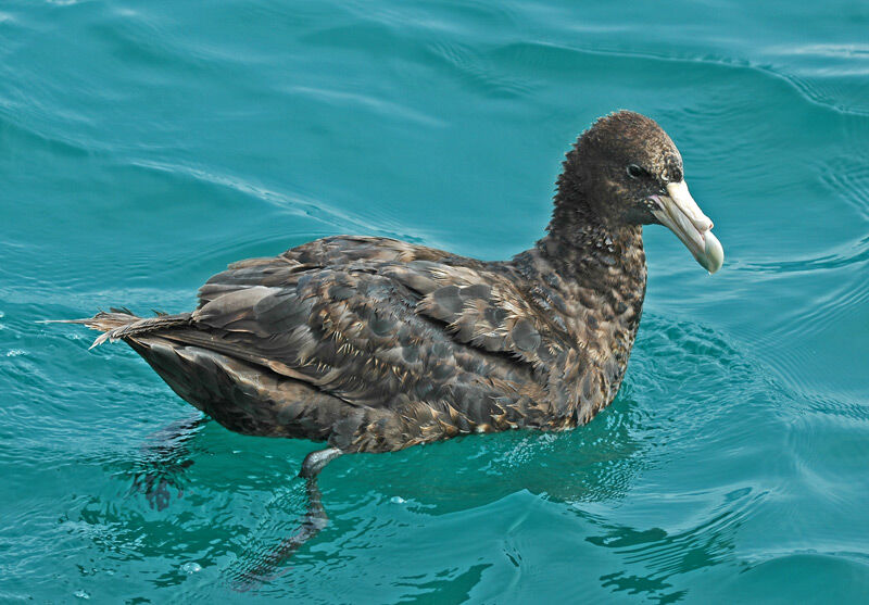 Southern Giant Petrel