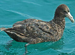 Southern Giant Petrel