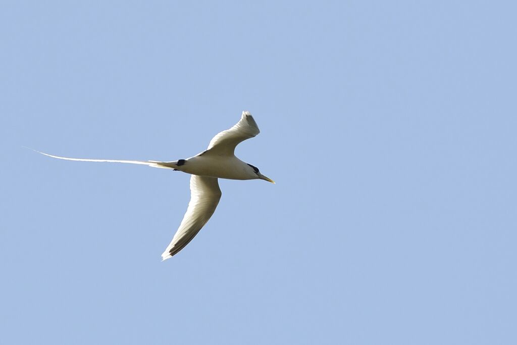 White-tailed Tropicbirdadult, Flight