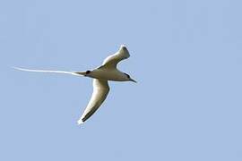 White-tailed Tropicbird