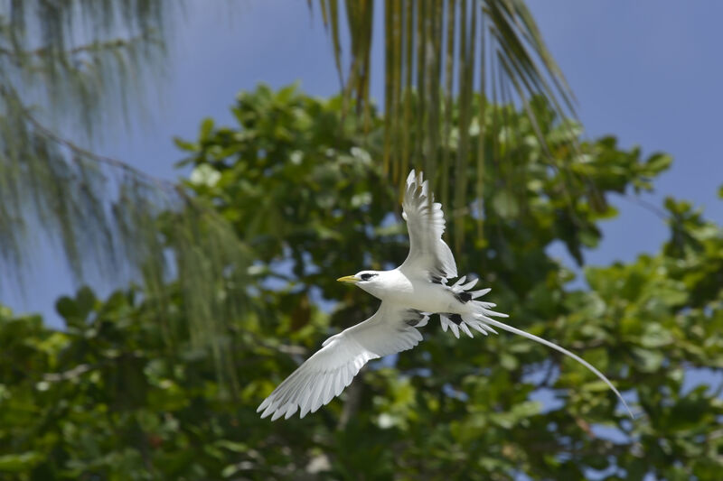 White-tailed Tropicbirdadult, Flight