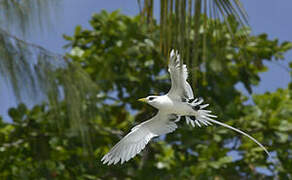 White-tailed Tropicbird