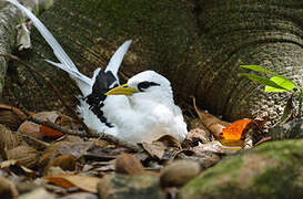 White-tailed Tropicbird