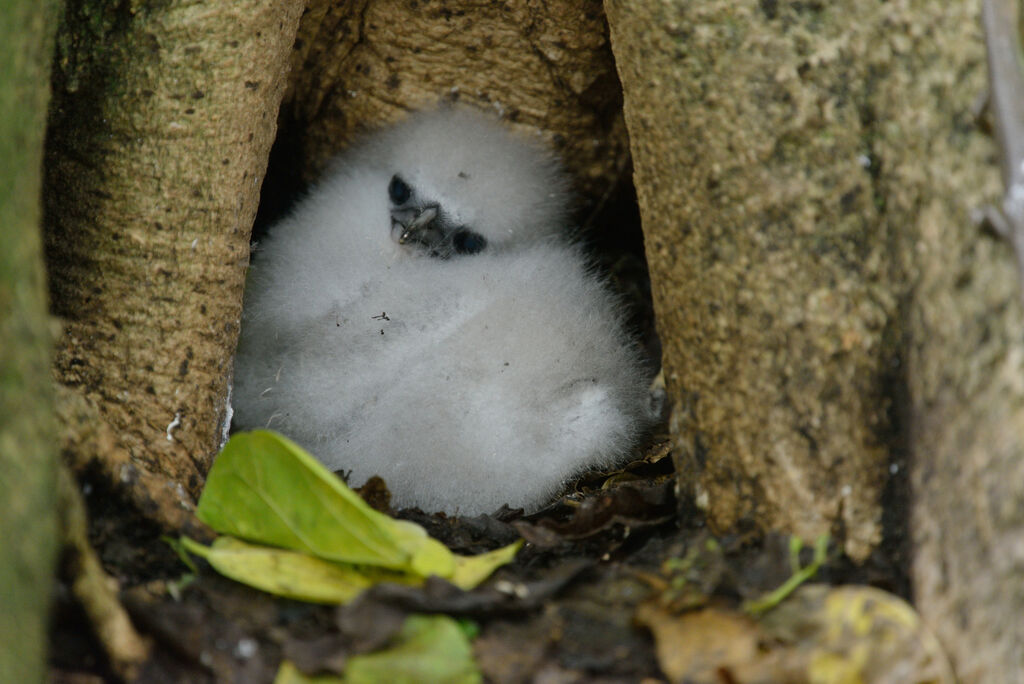 White-tailed TropicbirdPoussin