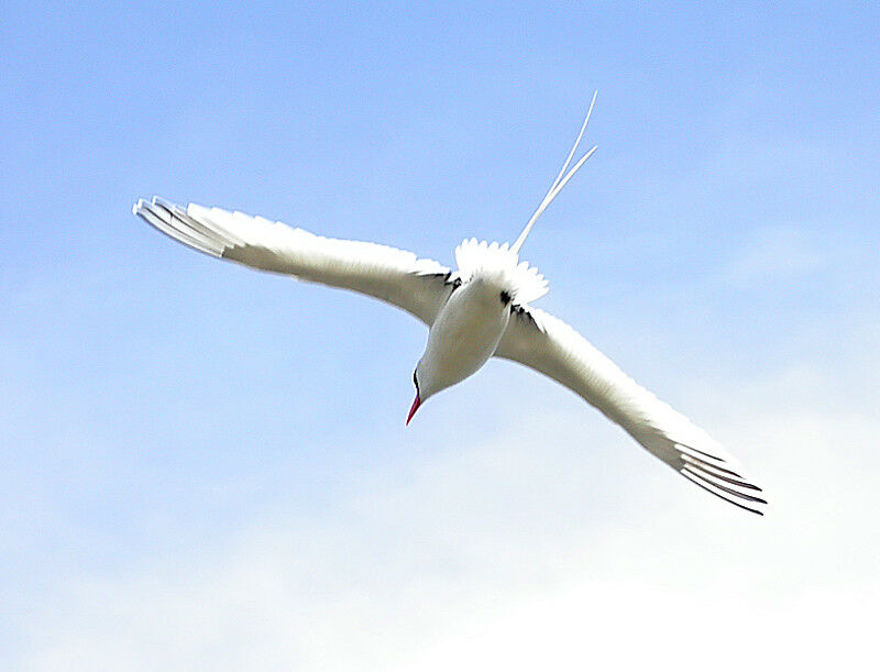 Red-billed Tropicbird