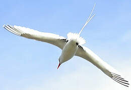 Red-billed Tropicbird