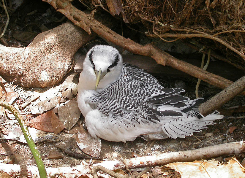 Red-billed Tropicbird