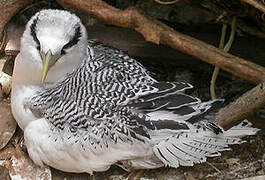 Red-billed Tropicbird