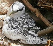 Red-billed Tropicbird