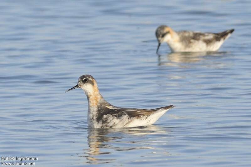 Phalarope à bec étroitadulte transition, identification