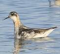 Phalarope à bec étroit